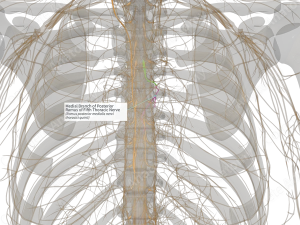Medial Branch of Posterior Ramus of Fifth Thoracic Nerve (Right)