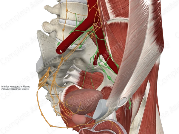 Inferior Hypogastric Plexus 