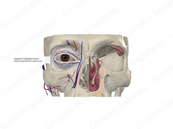 Superior Palpebral Veins 