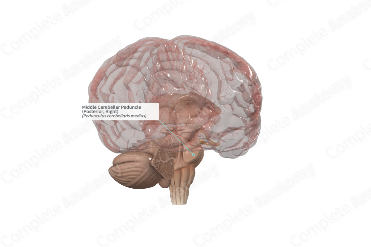 Middle Cerebellar Peduncle (Posterior; Right)