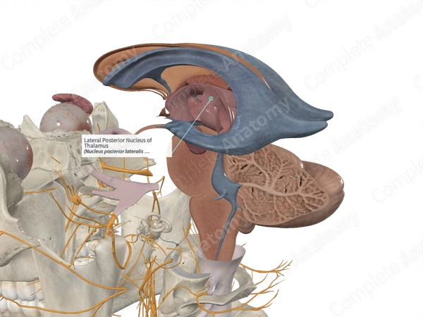 Lateral Posterior Nucleus of Thalamus