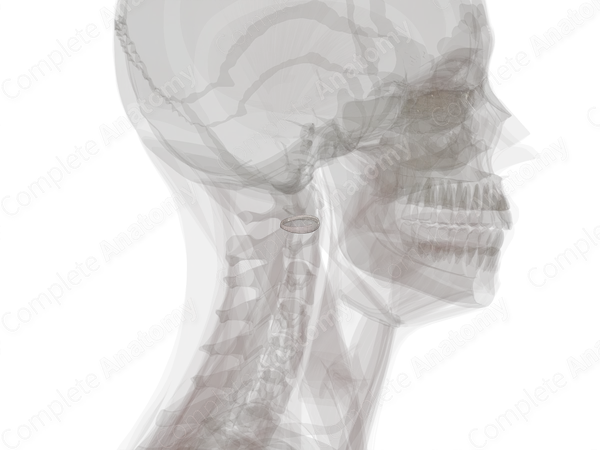 Lateral Atlantoaxial Joint