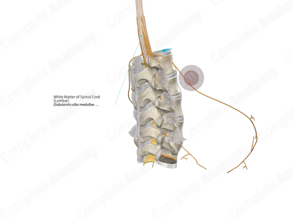White Matter of Spinal Cord (Lumbar)