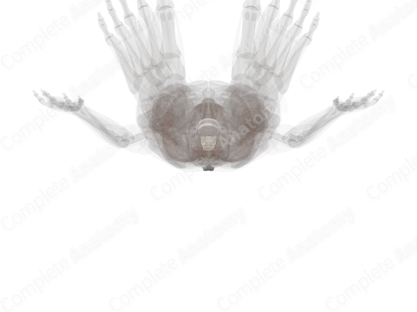 Cartilaginous Joints of Vertebral Column
