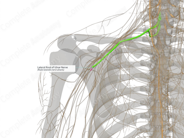 Lateral Root of Ulnar Nerve (Right)