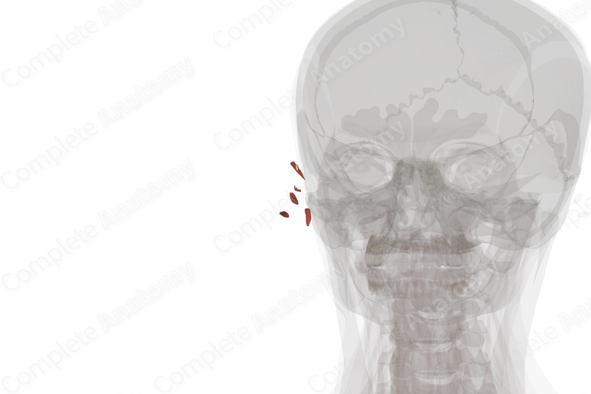 Intrinsic Auricular Muscles (Left)