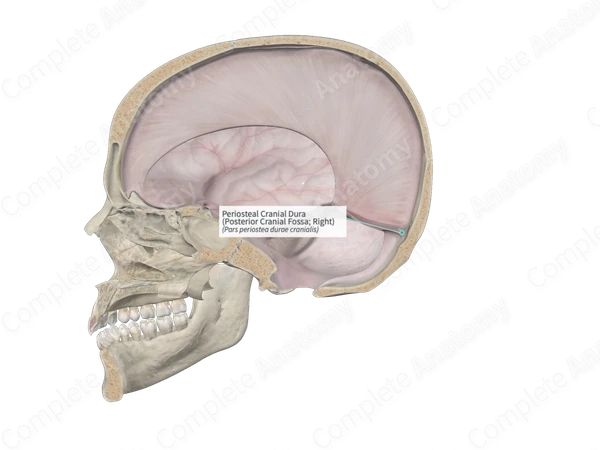 Periosteal Cranial Dura (Posterior Cranial Fossa; Right)