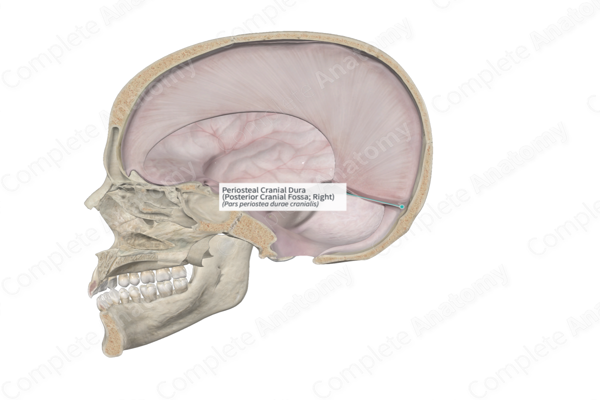 Periosteal Cranial Dura (Posterior Cranial Fossa; Right)