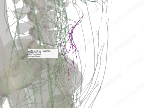 Juxtaintestinal Mesenteric Lymph Vessels
