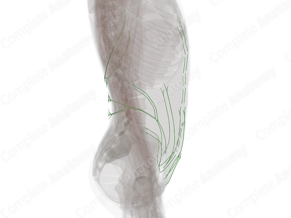 Lymph Vessels of Abdominal Wall