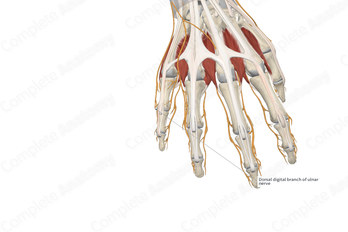 Dorsal Branch of Ulnar Nerve