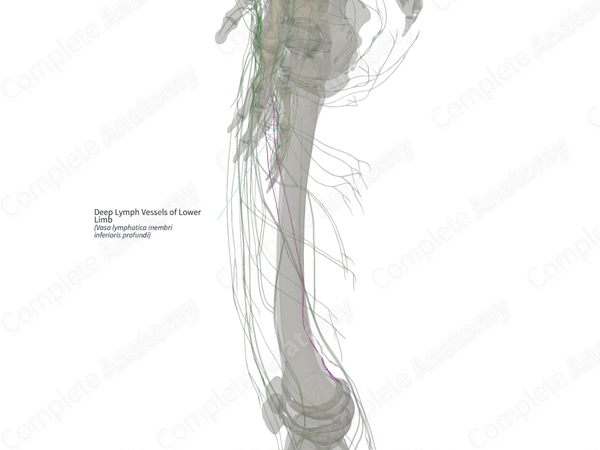 Deep Lymph Vessels of Lower Limb (Left)