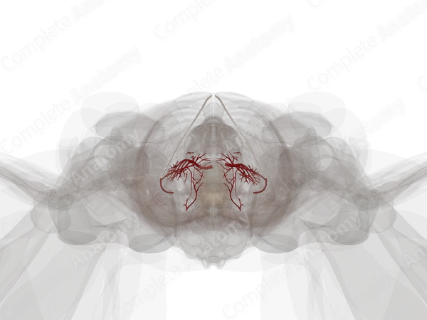 Arteries of Urinary System