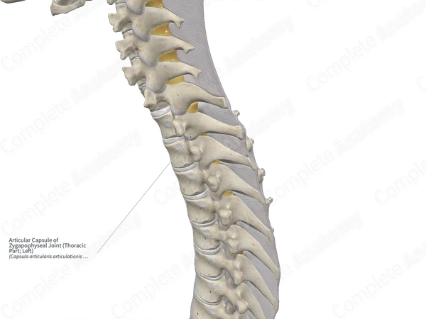 Articular Capsule of Zygapophyseal Joint (Thoracic Part; Right)