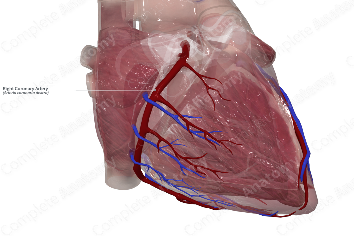 Right Coronary Artery