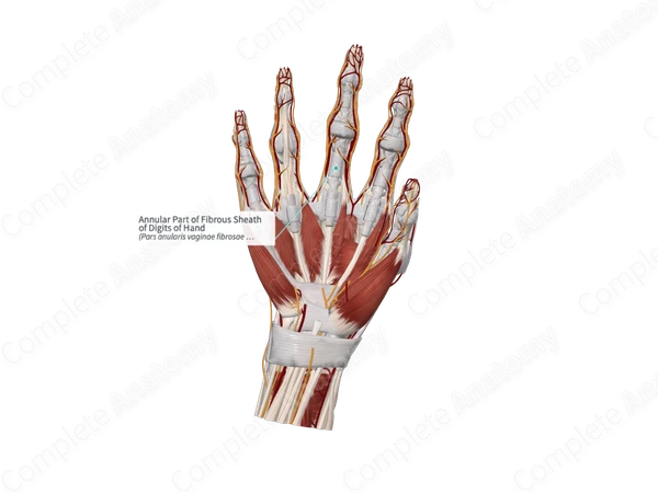 Annular Part of Fibrous Sheath of Digits of Hand