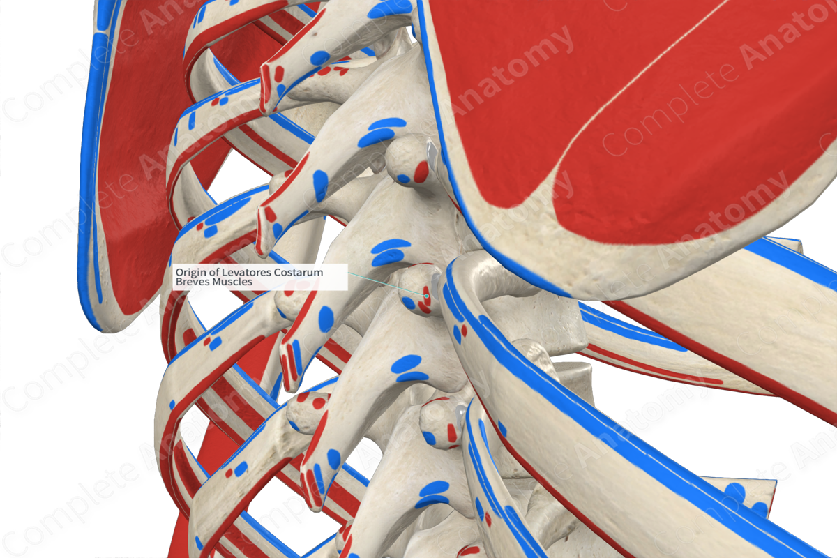 Origin Of Levatores Costarum Breves Muscles Complete Anatomy 5906