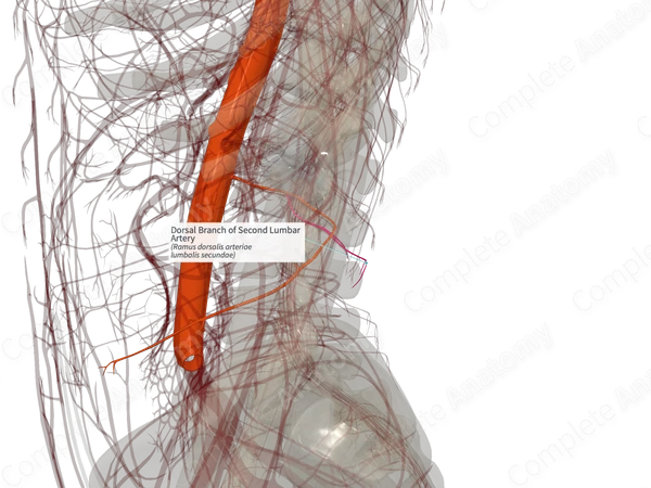 Dorsal Branch of Second Lumbar Artery (Right)