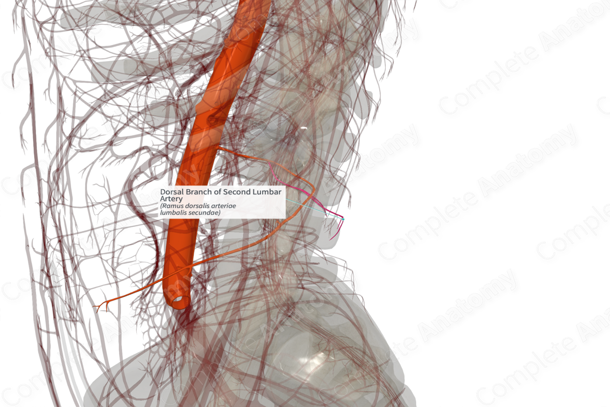 Dorsal Branch of Second Lumbar Artery (Right)