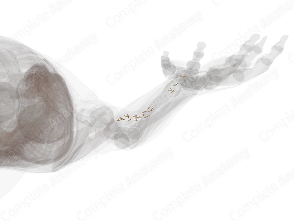Muscular Branches of Median Nerve (Forearm; Left)