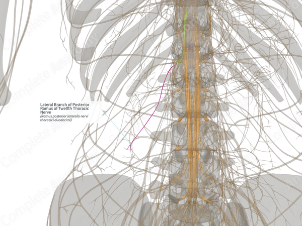 Lateral Branch of Posterior Ramus of Twelfth Thoracic Nerve (Left)