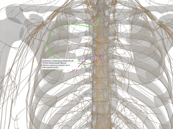 Anterior Cutaneous Branch of Third Intercostal Nerve (Left)