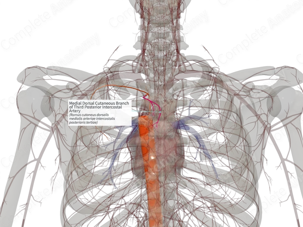 Medial Dorsal Cutaneous Branch of Third Posterior Intercostal Artery (Right)