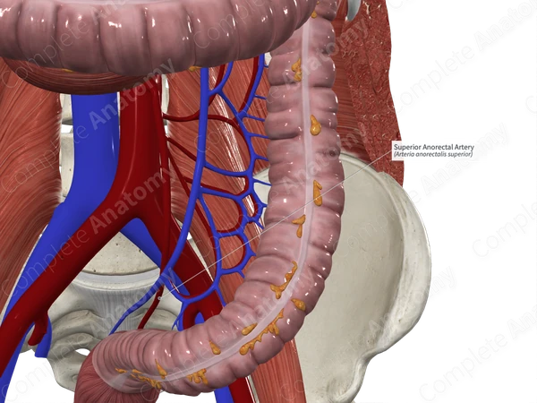 Superior Anorectal Artery