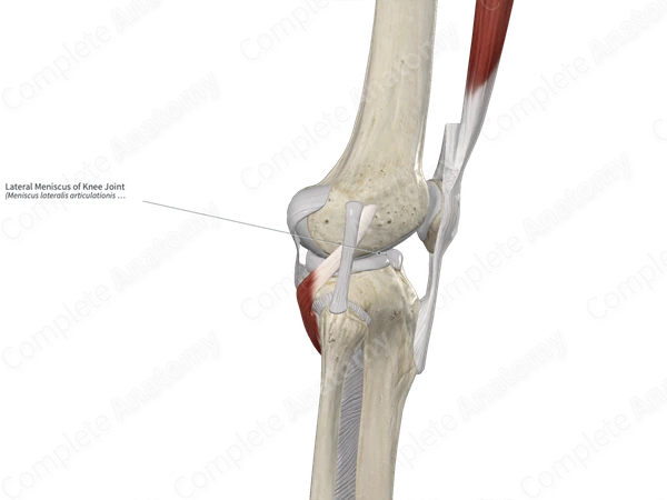Lateral Meniscus of Knee Joint 