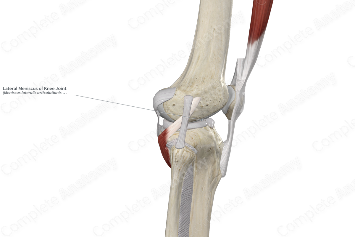 Lateral Meniscus of Knee Joint 