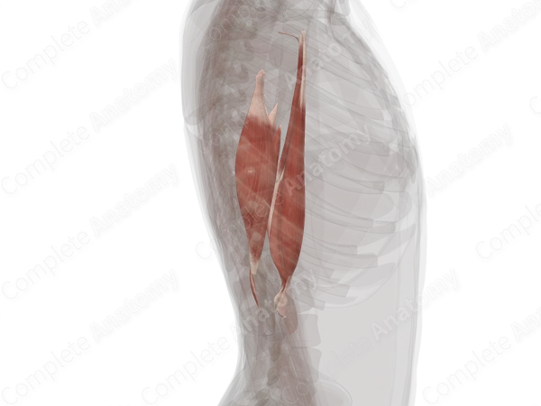 Muscles of Arm (Left)