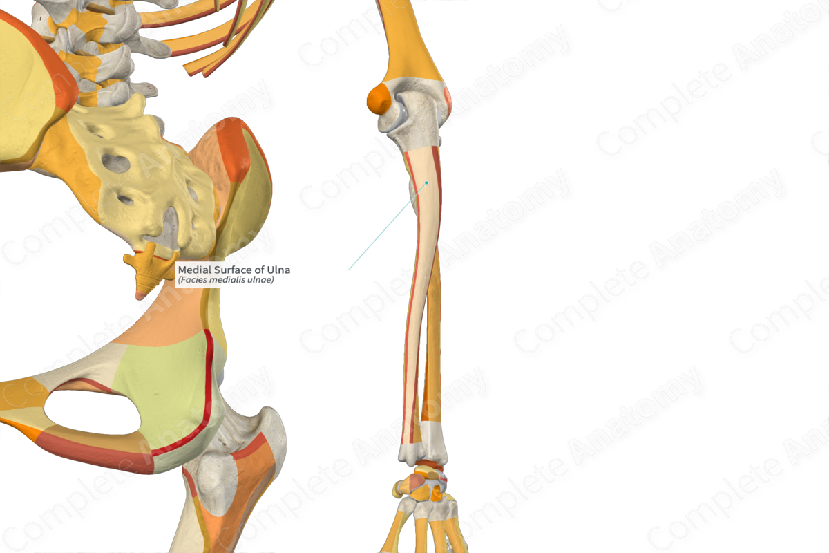 Medial Surface of Ulna