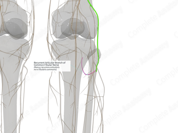 Recurrent Articular Branch of Common Fibular Nerve (Left)