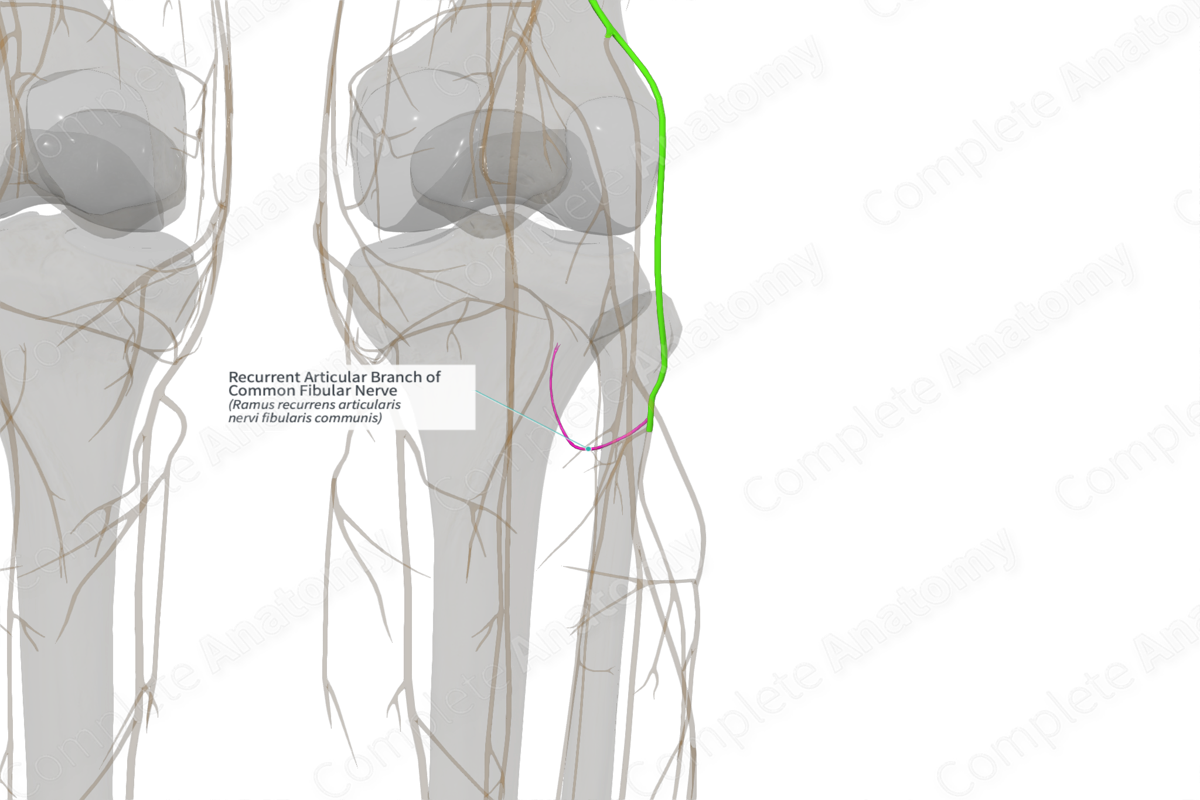 Recurrent Articular Branch of Common Fibular Nerve (Left)