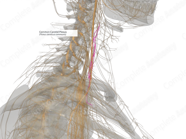 Common Carotid Plexus (Left)