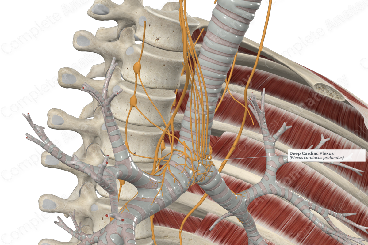 Deep Cardiac Plexus