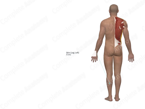 Skin (Leg; Left)