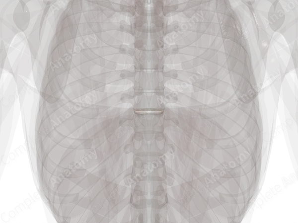 Intervertebral Symphysis (T8-T9)