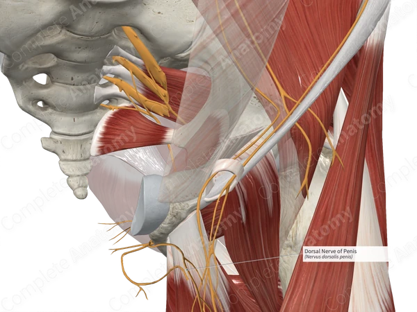Dorsal Nerve of Penis 