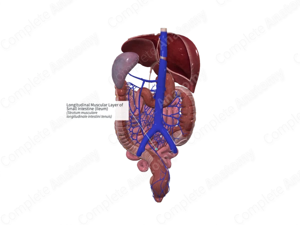 Longitudinal Muscular Layer of Small intestine (Ileum)