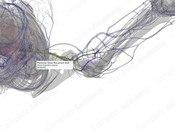 Posterior Ulnar Recurrent Vein (Right)