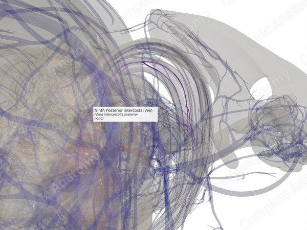 Ninth Posterior Intercostal Vein (Left)