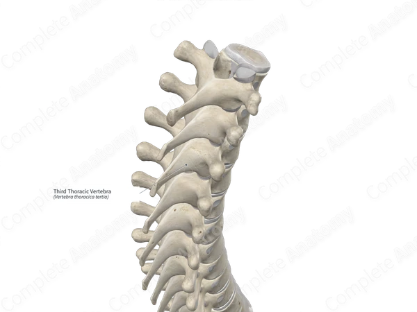 Third Thoracic Vertebra