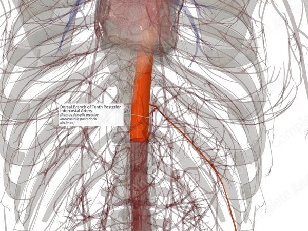 Dorsal Branch of Tenth Posterior Intercostal Artery (Left)