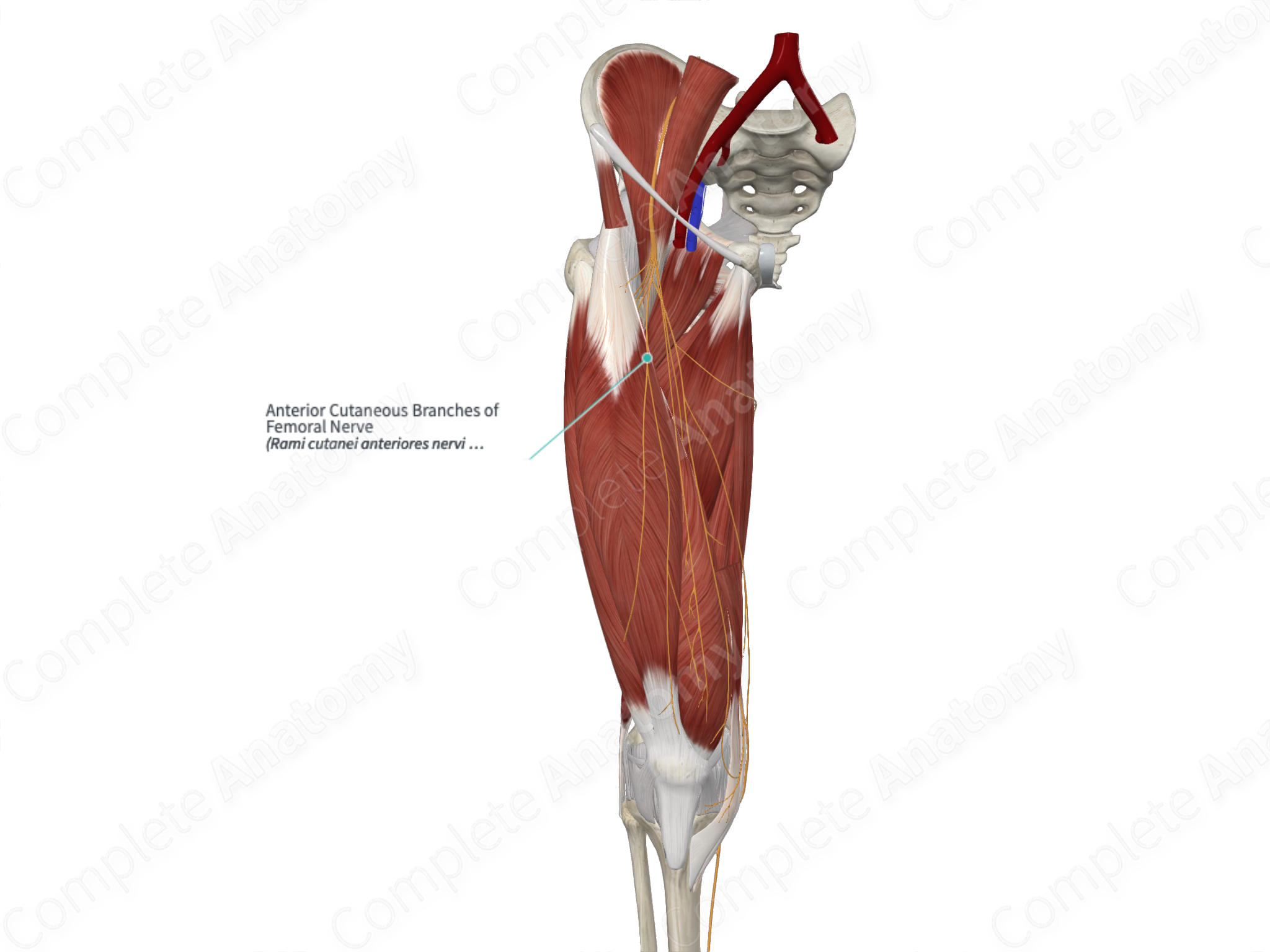 Anterior Cutaneous Branches Of Femoral Nerve Complete Anatomy