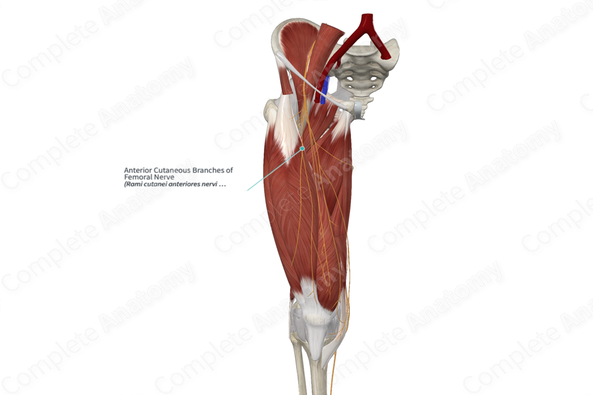 Anterior Cutaneous Branches of Femoral Nerve 