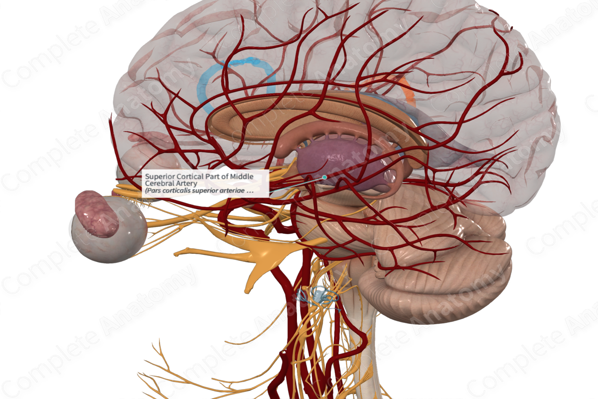 Superior Cortical Part of Middle Cerebral Artery 