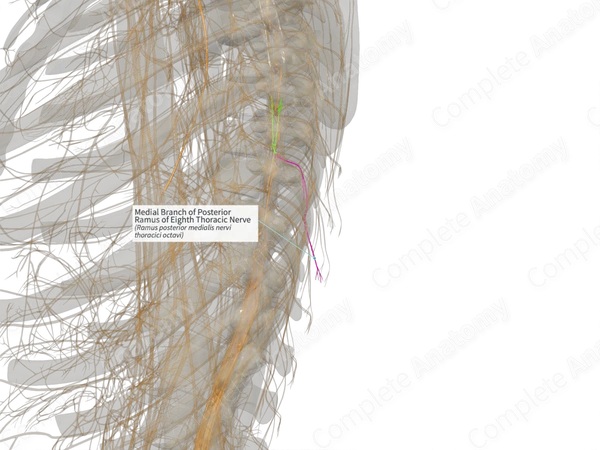 Medial Branch of Posterior Ramus of Eighth Thoracic Nerve (Right)