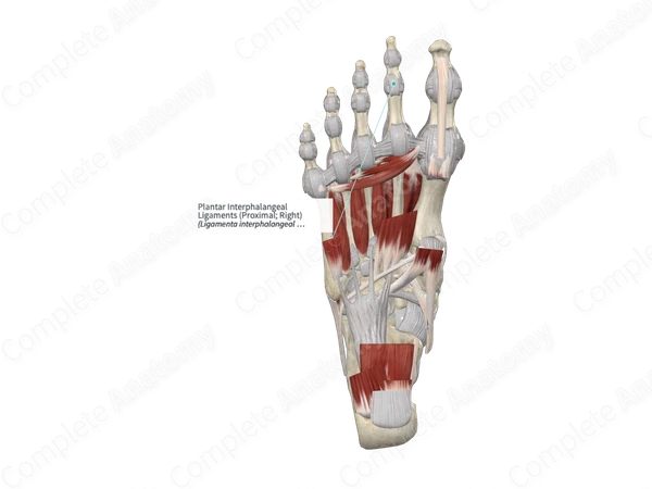 Plantar Interphalangeal Ligaments (Proximal; Right)