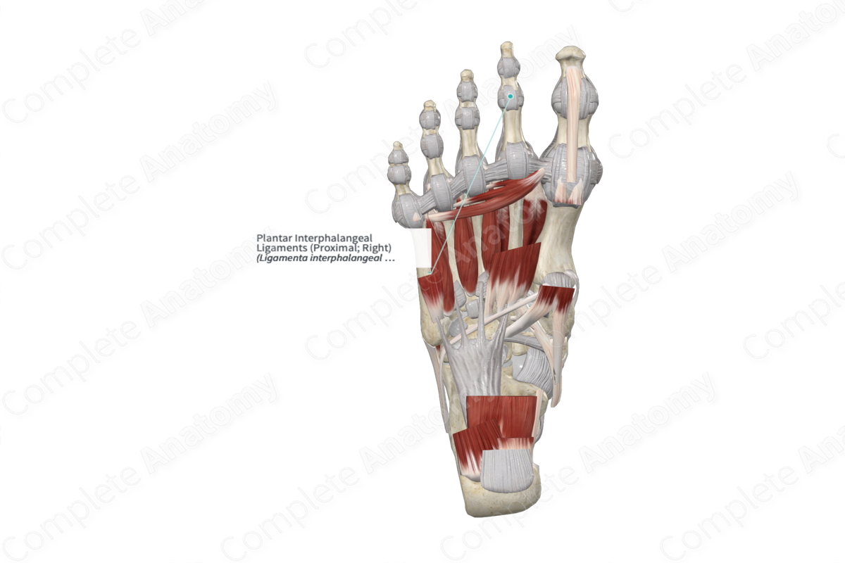 Plantar Interphalangeal Ligaments (Proximal; Right)